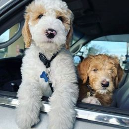 Goldendoodles from Evergreen Doodles