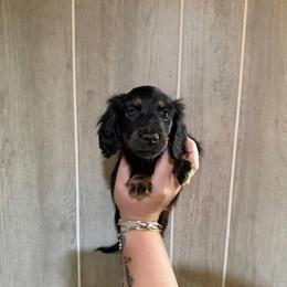 Crumpet - Black and tan male Dachshund puppy in Maidsville, West Virginia from L&B Lowriders