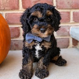 Slate - Black white and tan male Cockapoo puppy in Mt Bethel, Pennsylvania from Stasia’s Cutiepoos
