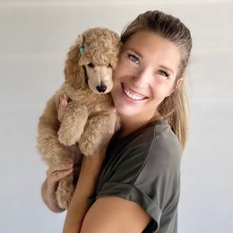 Bernedoodle, Goldendoodle, and Poodle Puppies from Central Valley Canine Companions