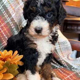 Jasper (4,200) - Tri-color female Bernedoodle puppy in Grandview, Texas from Big Sky Bernedoodles
