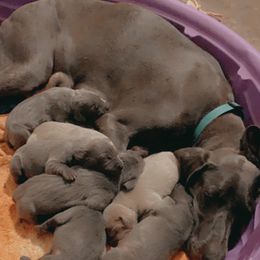 Weimaraner Puppies from North Georgia Weims