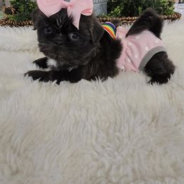 Female 1 - Blue female Shih Tzu puppy in Victorville, California from 🩷CHAFFINO ADORABLE SHIH TZUS
