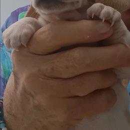Shannon - Cream female Dachshund puppy in Pahrump, Nevada from Heaven Sent Doxies