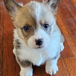 Rex - Red male Pembroke Welsh Corgi puppy in Walnut, Iowa from Michelle's House of Corgi's