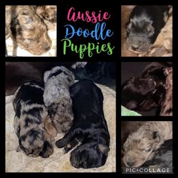 Aussiedoodle Puppies from Matt Morgan