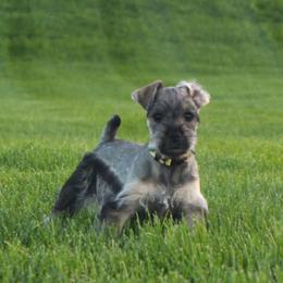 AKC Zula (Yellow) - Salt and pepper female Miniature Schnauzer puppy in West Jordan, Utah from Olympus Schnauzers