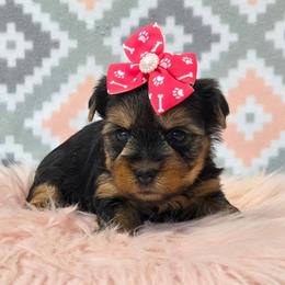 Josie - Blue and gold female Yorkshire Terrier puppy in Monticello, Iowa from Ashley’s Puppies