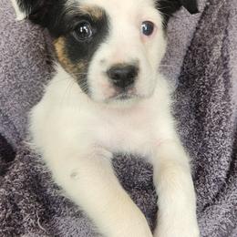 Billy - Tri-colored male Parson Russell Terrier puppy in Apple Valley, California from Jumping Jack's Russell Terriers