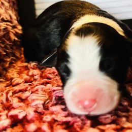 Girl 1 - Australian Shepherd puppy in New York from Breezy Woods Aussies