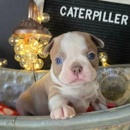 Caterpillar - Lilac male Boston Terrier puppy in Columbia Falls, Montana from Glacier Bark Boston Terriers