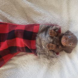 Dachshund Puppies from C and j doxies