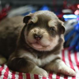 Crackle - Red and white female Alaskan Malamute puppy in Kingston, Tennessee from North Shore Alaskan Malamutes