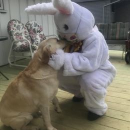 Labrador Retriever All Grown Up from Judy Lesch's Labrador Retrievers