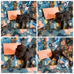 Female 2 - Black female Pug puppy in Trenton, Tennessee from Brenda's Puppies