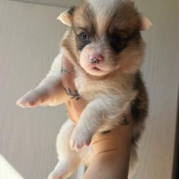 Zion - Sable male Pembroke Welsh Corgi puppy in Aberdeen, Washington from Coastal country Farms