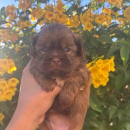 Cedar - Chocolate male Shih Tzu puppy in Avondale, Arizona from Riley Family Shih Tzus