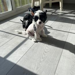 Chinese Crested and Russell Terrier Puppies from Jumping Jacks Russells