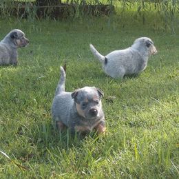 Australian Cattle Dog Puppies from Cindy McKinney's Australian Cattle Dogs