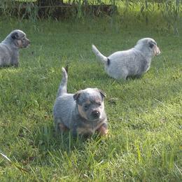 Australian Cattle Dog Puppies from Cindy McKinney's Australian Cattle Dogs