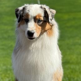 Yeti - Blue merle male Australian Shepherd puppy in Touchet, Washington from Windust Kennels