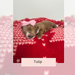 Tulip - Red  female Goldendoodle puppy in Las Vegas, Nevada from Bridges Goldendoodles
