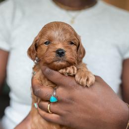 Beckham - Red male Cavapoo puppy in Medford, Oregon from Birdie's Nest