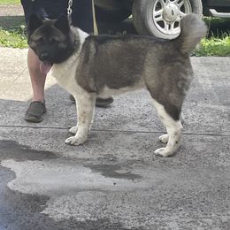 Alex - Akita