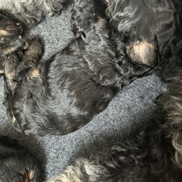 Orange - Tri-color male Bernedoodle puppy in Willow Grove, Pennsylvania from Forest Family Doodles