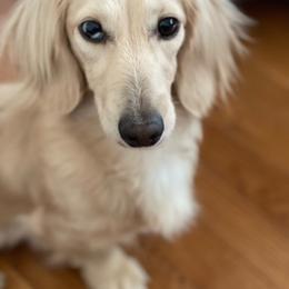 Meadow - Dachshund