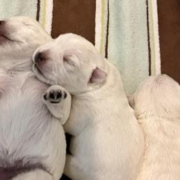 West Highland White Terriers from Judith's West Highland White Terriers