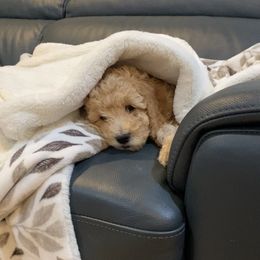 Goldendoodle Puppies from Daisy Doodles