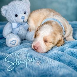 Shadow - Caramel ice male Australian Labradoodle puppy in Ponchatoula, Louisiana from Cajun Land Doodles