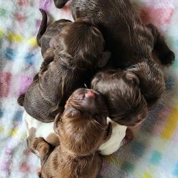 Girl 3 Jocasta - Sable female Cocker Spaniel puppy in Morristown, Tennessee from Down in the Holler