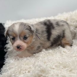Honey-Purple collar - Blue merle and white female American Corgi puppy in Benjamin, Utah from Nuna’s  Corgis