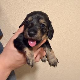 Black - Black and cream male Dachshund puppy in Modesto, California from Once Upon a Mini Dachshund