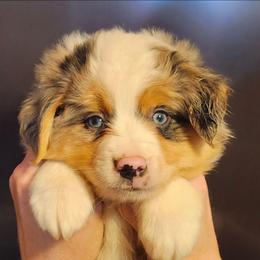 Boy 2, Izzy - Blue merle male Miniature Australian Shepherd puppy in Hampton, Tennessee from TC Farms Stock Dogs - Miniature Australian Shepherds