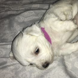 Maltese Puppies from Emotional Amor Support