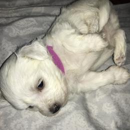 Maltese Puppies from Emotional Amor Support
