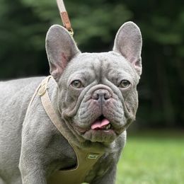 Paris - French Bulldog