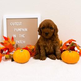 Tuesday - Red  female Goldendoodle puppy in Kissimmee, Florida from Poodle Doodle Kennels