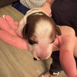 Girl 3 - Piebald female Dachshund puppy in Phoenix, Arizona from Jennifer's Guardian Doxies