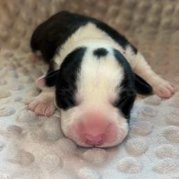 Poppy(magenta collar) - Black and white female Cardigan Welsh Corgi puppy in Clio, Michigan from Old Oak Cardigans