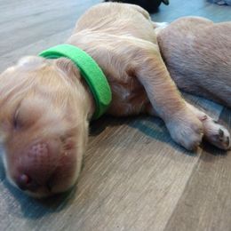 Labradoodle Puppies from Sakura Pups