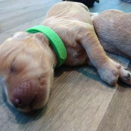 Labradoodle Puppies from Sakura Pups