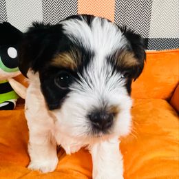 Buttercup - Black tan and white female Biewer Terrier puppy in Stockbridge, Georgia from Jenn’s Georgia Morkies and Biewer Terriers