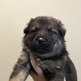 Forest - Sable male German Shepherd puppy in Colorado Springs, Colorado from Forest Home Shepherds
