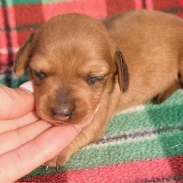 Bonnie - Red female Dachshund puppy in Chelsea, Oklahoma from Elite Puppies of Oklahoma, LLC