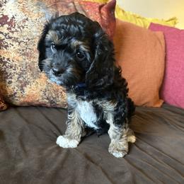 Blue Collar - Black, brown and white markings - Tri-color male Cavapoo puppy in Tempe, Arizona from Springerdoodles Plus AZ