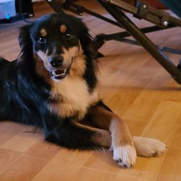 Miniature Australian Shepherds from Ricochet  Aussies